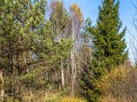 Grasbüschel in Moortümpel